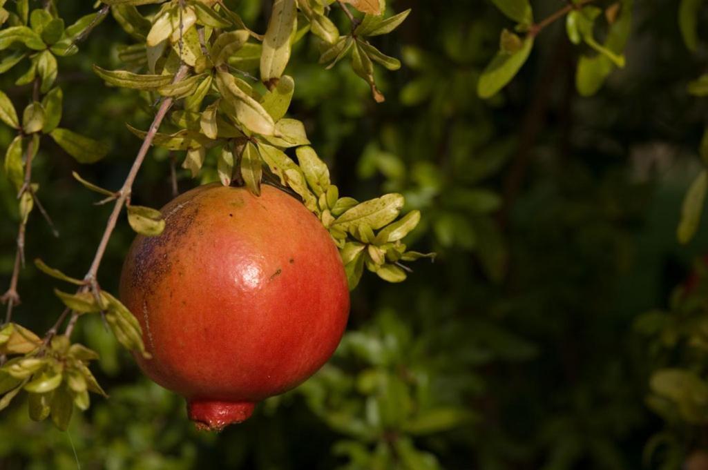 Agriturismo Il Melograno Di Banditella Alberese Εξωτερικό φωτογραφία